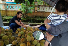 Hobi Makan? Ini Sederet Manfaat Durian Bagi Tubuh