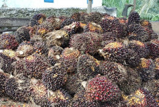 Harga Sawit Turun, di Pabrik PT AA Rp 2.930 Per Kg