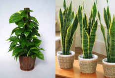 7 Tanaman Hias Dalam Ruangan yang Dapat Menyerap Racun