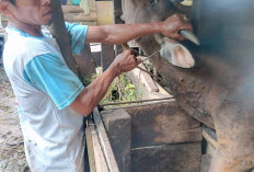 Banyak Sapi Bali di Seluma Diserang LSD