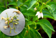 Berikut Cara Mengatasi Tanaman Sulit Berbuah dan Bunga Rontok, Penyebab dan Solusinya