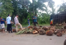 Ban Mobil Lepas, Mobil Pengangkut Sawit Terbalik di Tebing Pemda Seluma