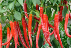 Harga Cabe Merah di Pasaran Mulai Turun, Kini Rp30.000 per Kilogram