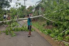 Penyebab Listrik Padam, 6 Tiang Listrik Roboh Akibat Badai