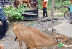 BPD Mekar Sari, Laporkan Kades ke Kejari Seluma, Terkait Dana Desa 2025
