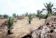 Masih Ada 1000 Ha, Potensi Peremajaan Kebun Sawit di Seluma