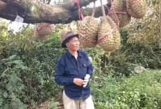 Kampung di Lereng Pegunungan Muria, Surga Durian Premium dengan Rasa Manis dan Legit