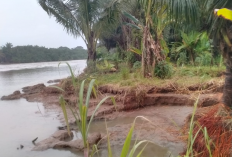 Abrasi di Pasar Seluma, Terus Meluas, Ancam Pemukiman