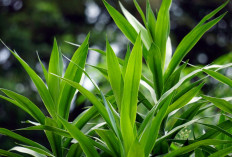 Manfaat Daun Suji untuk Kesehatan