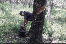Harga Getah Karet di Seluma Barat Mulai Naik, Petani Harap Tembus Rp 15 Ribu per Kg