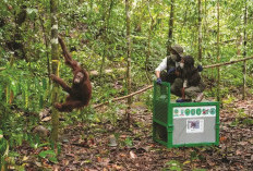 6 Orang Utan Dilepasliarkan, Menhut, Jaga Kelestarian