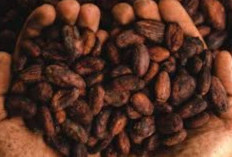 Konsumsi Cokelat Ternyata Bisa Cegah Stroke