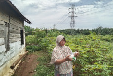 SUTT PLTU Teluk Sepang Bengkulu Beroperasi, Suara Azan Tak Terdengar