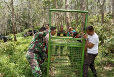 Pancing Harimau, BKSDA, Pasang Jebakan Kerangkeng