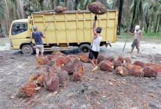 TBS Terus Alami Kenaikan, Petani Harap Tembus Rp 3 Ribu/Kg