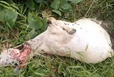 Dua Kambing Karyawan PTPN VII Padang Pelawi, Diduga Diserang Harimau