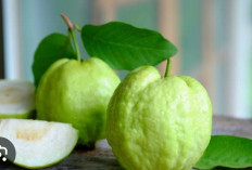 Jambu Kristal Tekstur Renyah Kaya Manfaat
