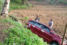 Gara-gara Kotak Nasi,  Avanza Milik Warga Pagar Gasing Terjun Sawah 