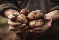 Ketika Kentang Membawa Maut: Tragedi Kelaparan Besar Irlandia (1845–1852)