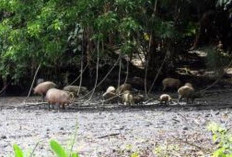 Hutan Nantu, Gorontalo