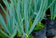 Mengoptimalkan Budidaya Daun Bawang untuk Hasil Subur