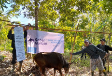 Jalan Sulit Diakses, Warga Sinar Pagi Terima 2 Sapi Kurban dari Human Initiative dan Donatur