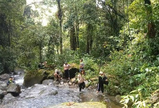 Harga Kopi Melonjak,  Hutan Lindung Bukit Sanggul Register 37 Seluma, Semakin Parah Digunduli