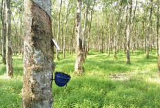 Petani Pasrah, Harga Getah Karet Tak Kunjung Naik