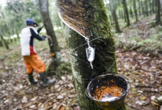 Musim Hujan, Hasil Produksi Petani Karet Minim