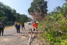 BPBD dan Polres Tangani Pohon Tumbang di Jalan  Wilayah Kabupaten Bengkulu Selatan
