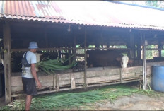 Antisipasi Sapi Ngorok, Distan Larang Warga Beli Sapi dari Luar Daerah