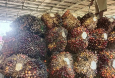 Ramadan, Harga TBS Sawit Stabil, di RAM Rp 2000 Per/Kg