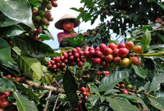 Alhamdulillah Petani Terbantu, Getah Karet Rp 10 Ribu Per Kg, Biji Kopi Tembus Rp 60 Ribu