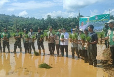 Gerakan Tanam Padi Sawah Rakyat Serentak Digelar di Seluma, Perkuat Ketahanan Pangan