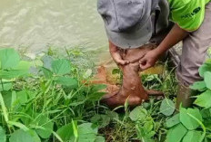 Lagi, 7 Kambing Warga, Diserang Binatang Buas, Diduga Harimau?