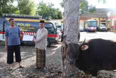 Polres Kurban 3 Ekor Sapi, Siapkan 420 Kupon Daging Kurban