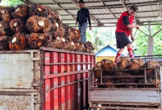 Harga TBS di Riau Rp. 3900/Kg, Seluma Hanya 2.900, Ada Apa Ini!