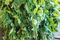 Sayur Katuk, Rahasia Kesehatan yang Tersembunyi