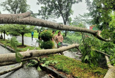 Pohon  Depan Kantor Bupati Tumbang, Nyaris Timpa Pengendara