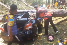 Angin Kencang, Dua Mobil dan 1 Motor Ringsek, Tertimpa Pohon Tumbang