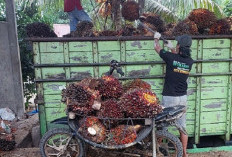 Harga TBS Sawit Turun, Sudah di Rp 2.225 di Petani