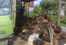  Harga TBS Sawit Rp 1.900/Kg, Petani Semakin Optimis 