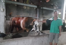 Jelang Nataru Penjualan Sapi Sepi, Sapi Ngatijo Siap Seleksi Qurban Presiden