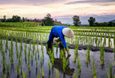 Metode Penanaman Padi, Upaya Meningkatkan Hasil Pertanian