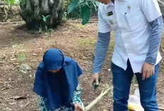 Pembibitan Pisang, Gunakan Metode Bonggol