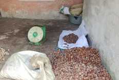 Harga Buah Pinang, Tembus Rp6.000/kg