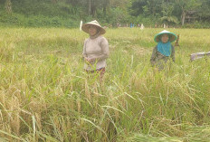 Hasil Panen Tidak Stabil, Petani Padi Menjerit