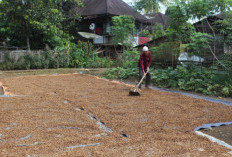 Stok Kopi Melimpah, Sebabkan Harga Turun? 