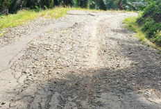 5 KM Jalan Penghubung Desa Pering Baru Kecamatan Talo Kecil Belum Tersentuh 