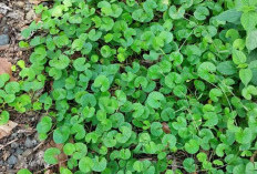 Manfaat Daun Pegagan bagi Kesehatan Tubuh